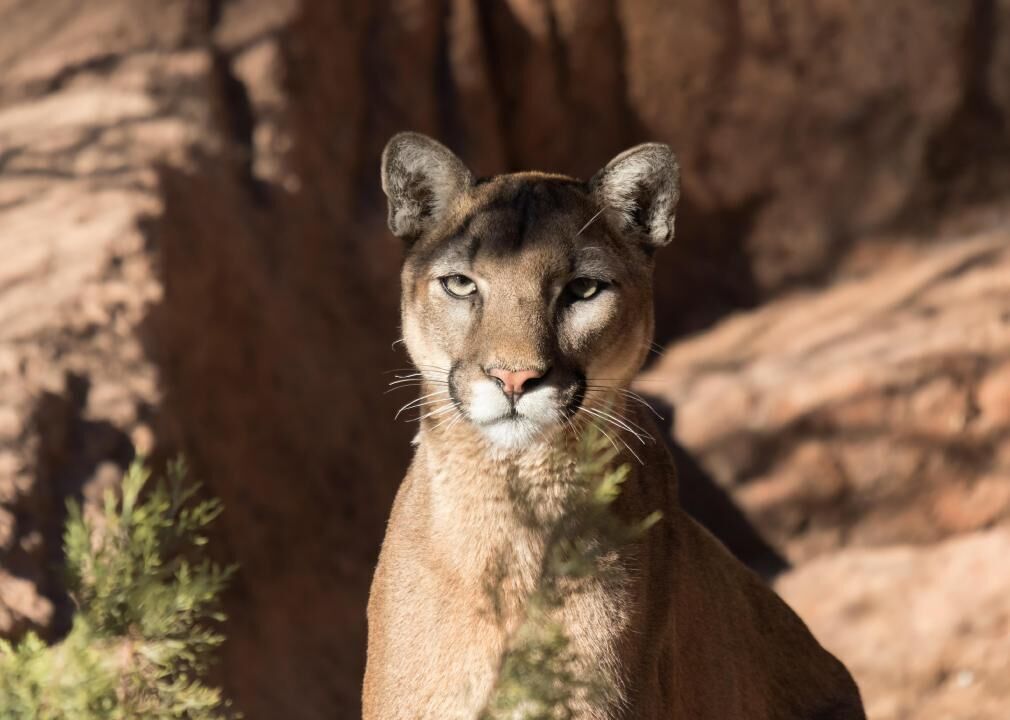 #31. Arizona